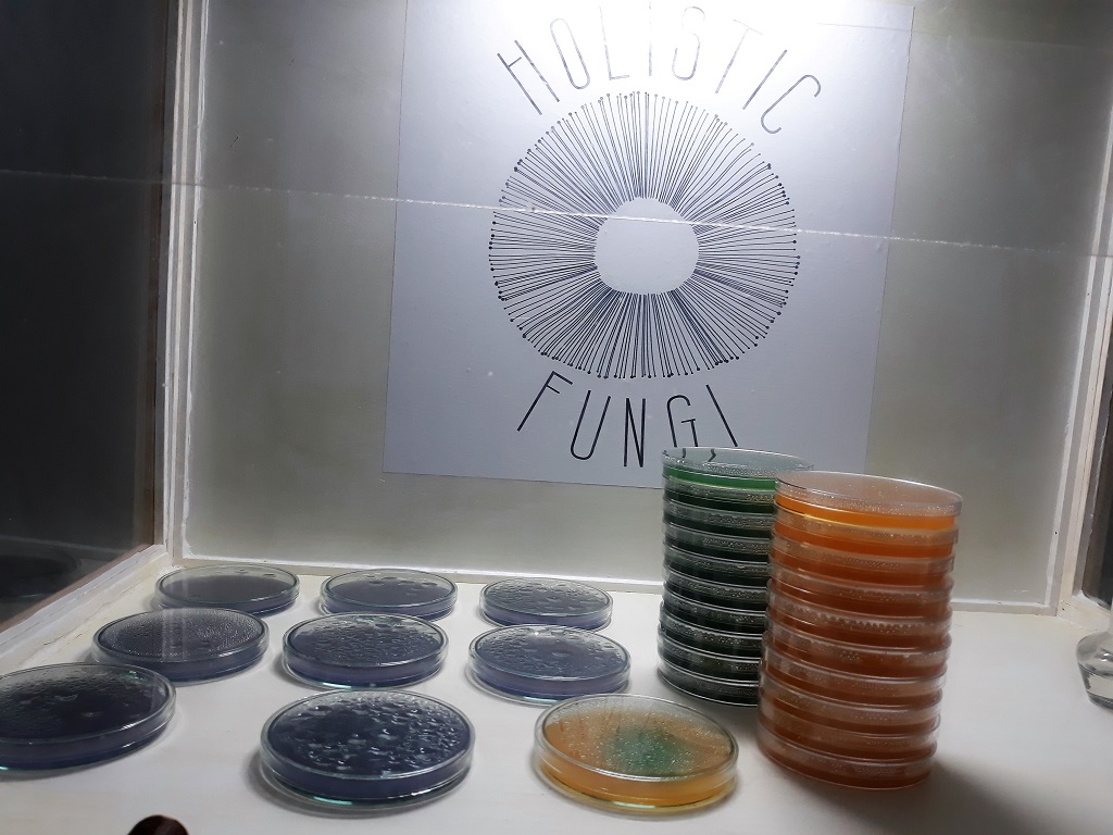 Cultivando en placas de Petri